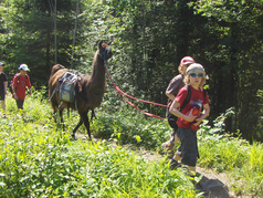 Lamatrekking Giswil