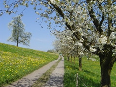 Rigi Lehnenweg