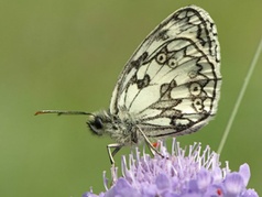 NatuRigi