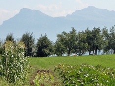 Gemüsegarten, Weggis