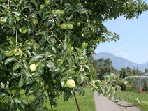 Apfelbaum, Weggis