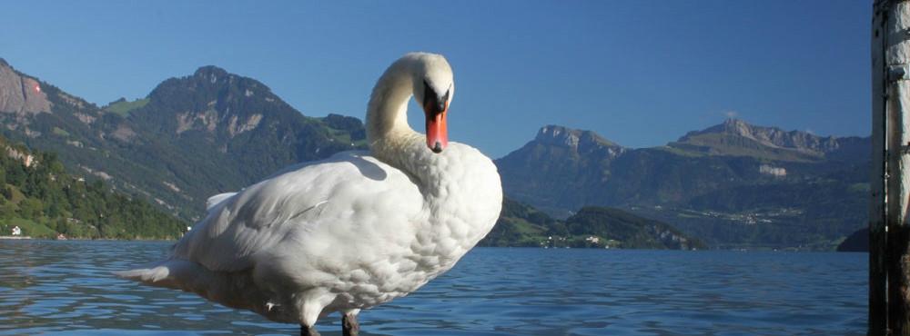 Schwan in Weggis