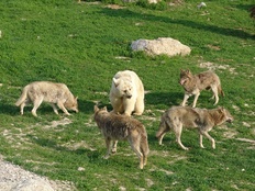 Bär & Wölfe, Tierpark Goldau