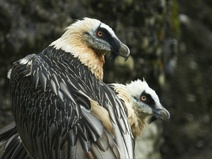 Bartgeier, Tierpark Goldau