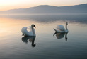 Cygne©Estavayer-Payerne Tourisme Estavayer-le-Lac