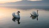 Cygne©Estavayer-Payerne Tourisme