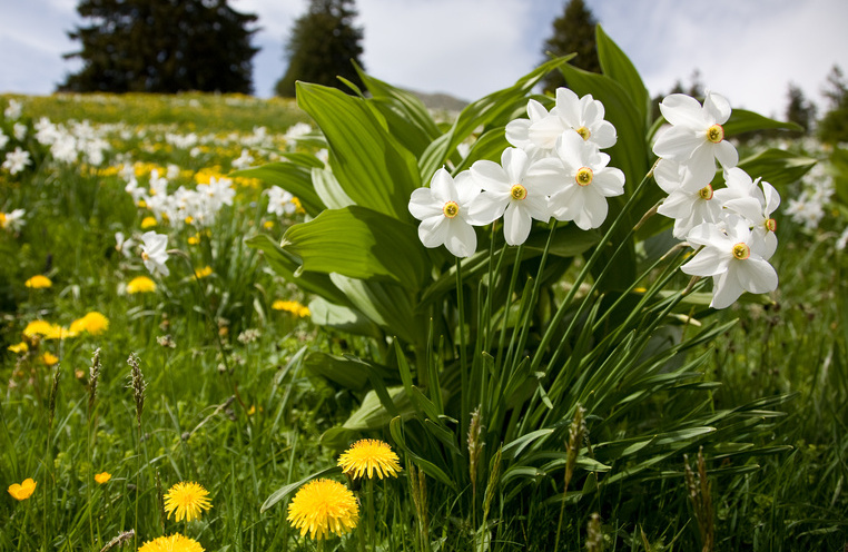 Die Natur ruft