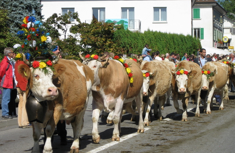 Désalpe: live our traditions