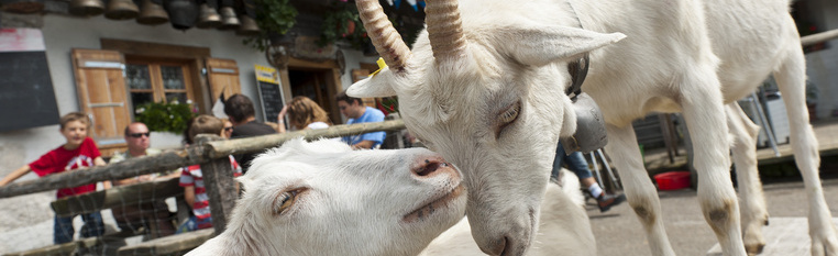 Tendres rencontres