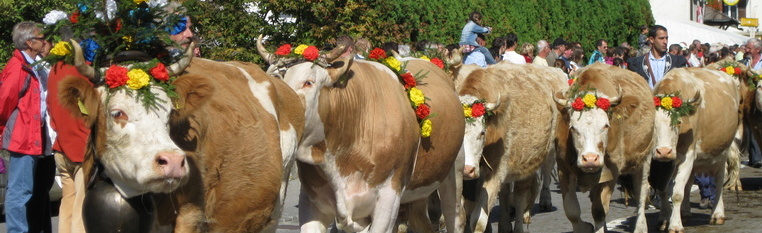 La Désalpe: vivez nos traditions