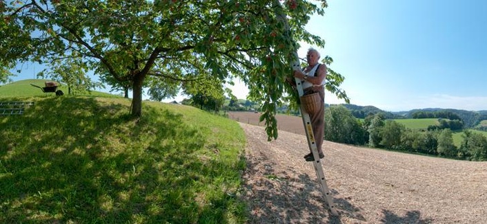 Cherry harvest on the Ferrenberg, community Wynigen