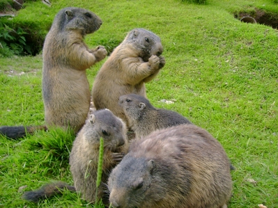 Murmeltierfamilie Muigg auf Klewenalp