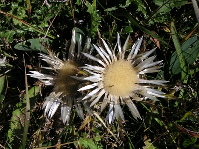 Blumenpracht im Ausflugsparadies