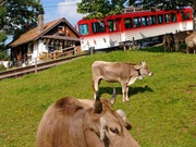 Rigi