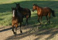 Equitation