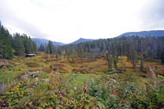 Lombachalp - Moor Lombachalp - Moor