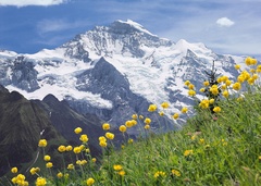 Schynige Platte - Alpengarten Schynige Platte - Alpengarten