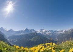 Schynige Platte - Alpengarten Schynige Platte - Alpengarten