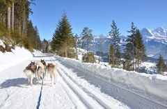 Sledging with huskies