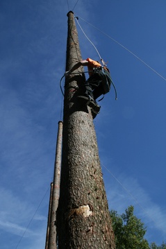 Brienzer Holzfällertage Brienzer Holzfällertage