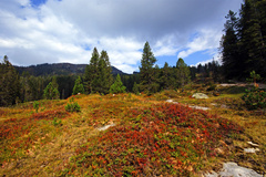 Habkern - Moorlandschaft Habkern - Moorlandschaft