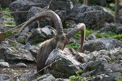 Brienz - Wildpark Steinbock