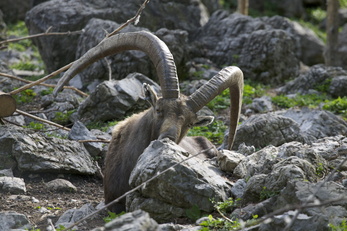 Parc animalier de Brienz