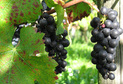 2013.09 - Le Vully