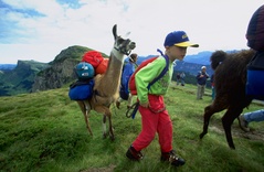 Lamatrekking - Jungfrau Region