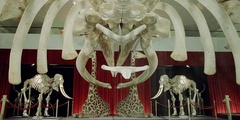 Bern - Copyright Naturhistorisches Museum Bern