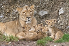 Zoo Zürich - Copyright Zoo Zürich