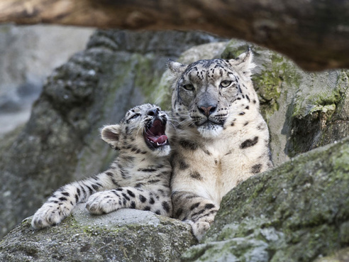 Basel Zoo - Copyright Basel Zoo