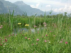 Naturschutzgebiet Reussdelta
