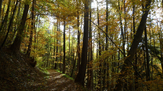 Grüschaweg im Herbst