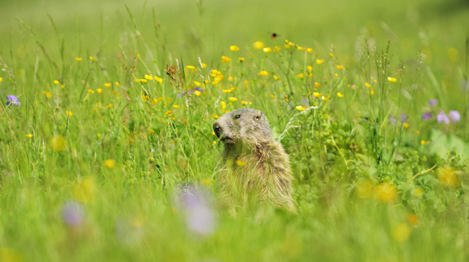 Fauna in Liechtenstein Liechtenstein