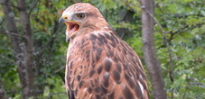 Falknerei Bussard