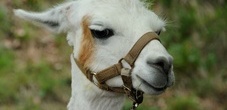 Lama und Alpaka Trekking