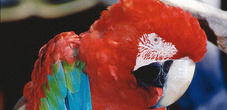 Vogelparadies