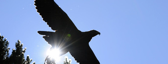 Eagle in Malbun Eagle in Malbun