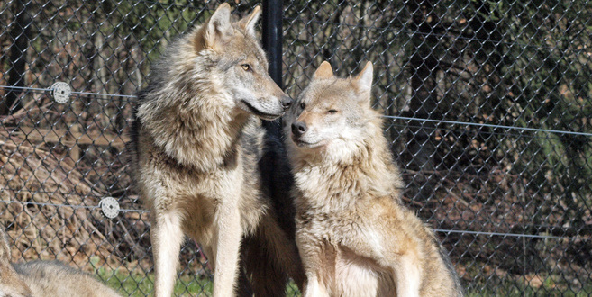 Résultat de recherche d'images pour "winterthur Wildpark Bruderhaus"