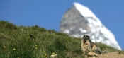 Marmotte
