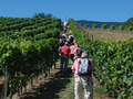 Das Weinanbaugebiet von Bonvillars