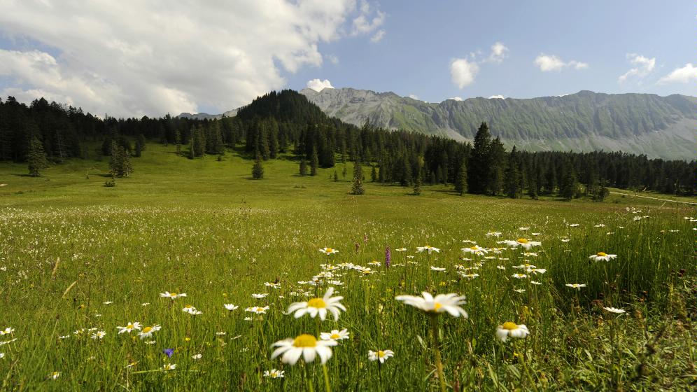 Moorlandschaft Salwiden, Sörenberg