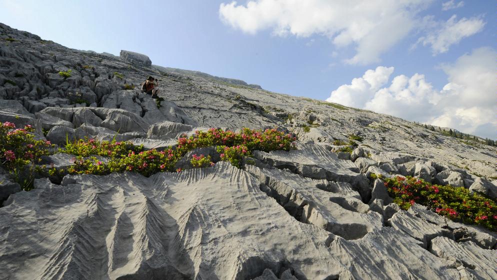 Karstlandschaft Schrattenflue mit Alpenrosen, Sörenberg