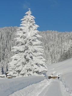 Schneeschuhlaufen Habkern Schneeschuhlaufen Habkern