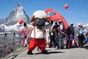 Wolli auf dem Gornergrat
