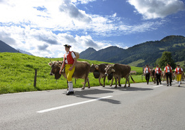Alpfahrt