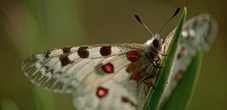 Alpenapollo