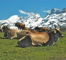 Alpsommer Melchsee-Frutt