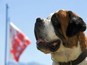 Bernhardiner Hund